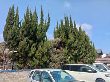 🌳大カイヅカ剪定作業✂️